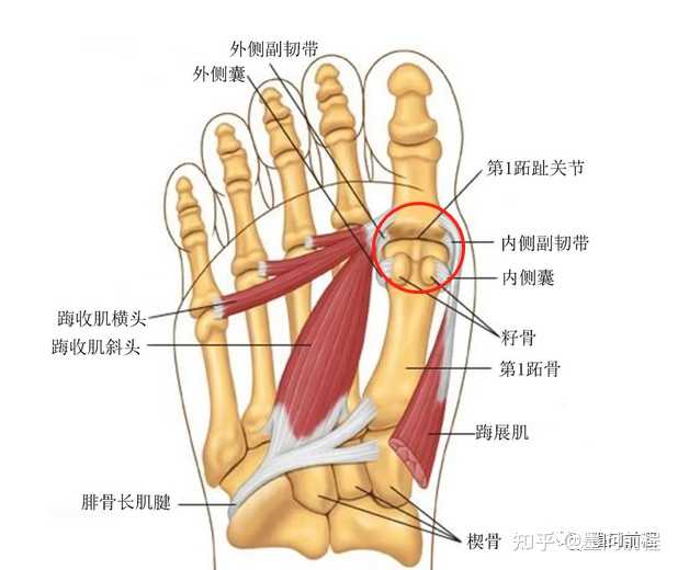 手腕投篮的力量怎么练_怎么用手腕投篮_篮球投篮手腕怎么放球技巧